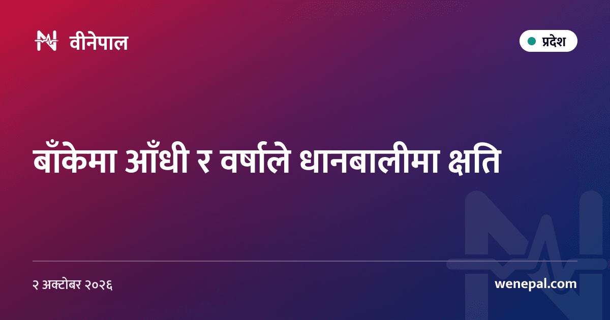 बाँकेमा आँधी र वर्षाले धानबालीमा क्षति