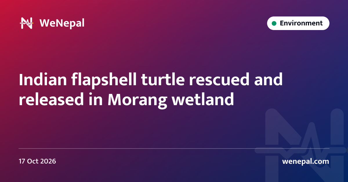 Indian flapshell turtle rescued and released in Morang wetland