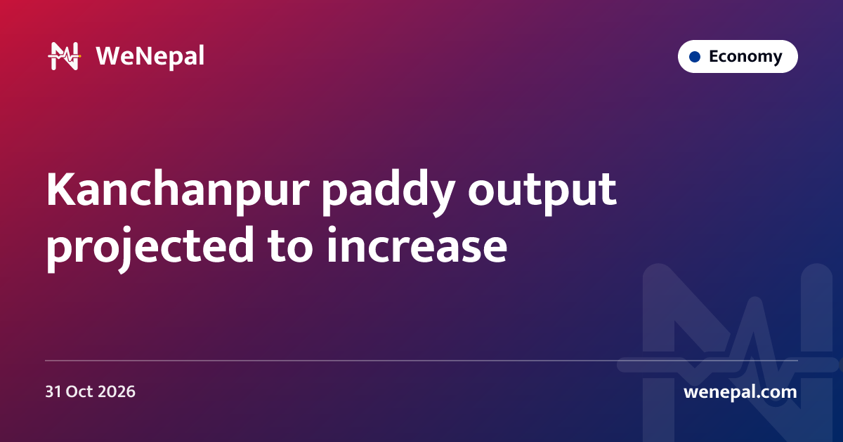 Kanchanpur paddy output projected to increase