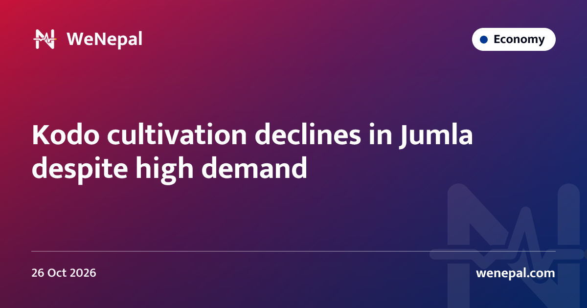 Kodo cultivation declines in Jumla despite high demand