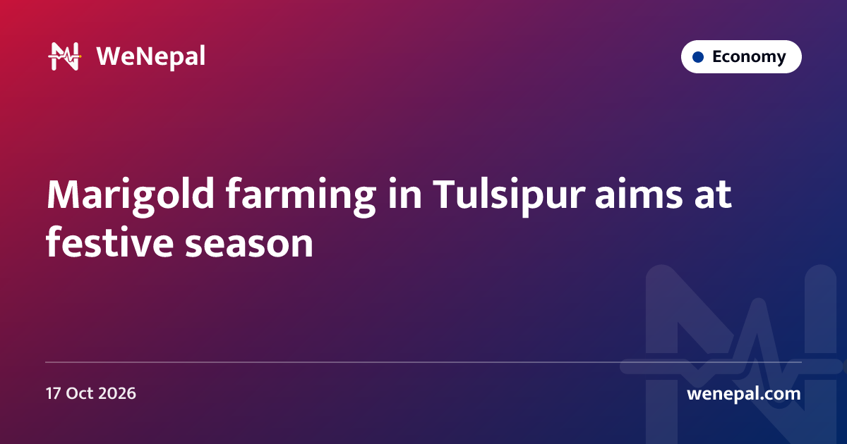 Marigold farming in Tulsipur aims at festive season