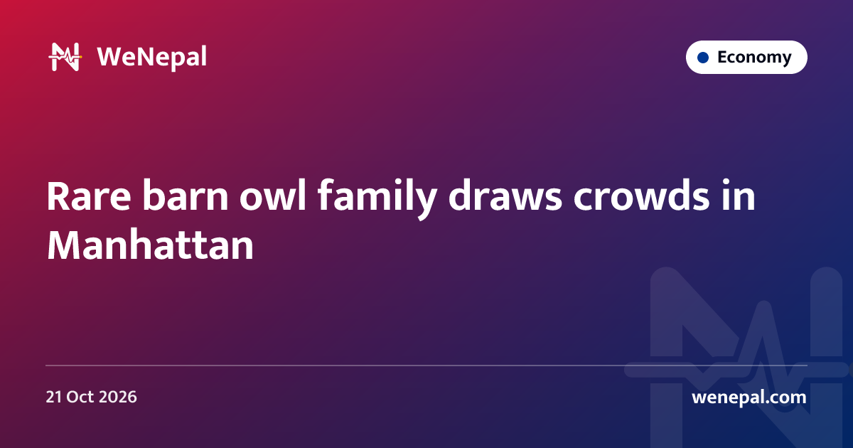 Rare barn owl family draws crowds in Manhattan