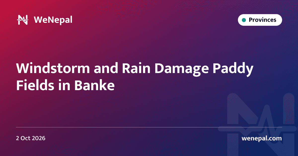 Windstorm and Rain Damage Paddy Fields in Banke