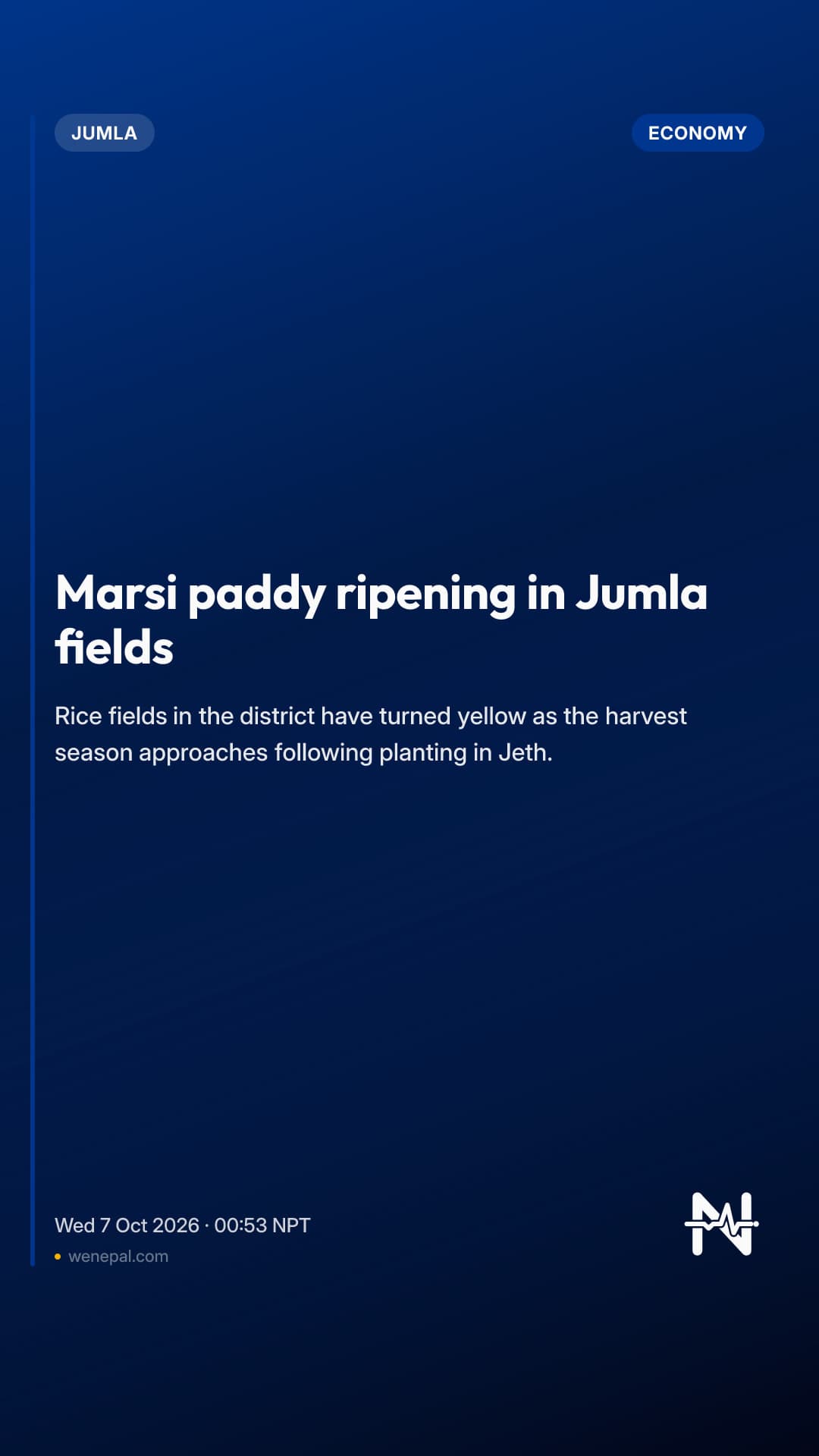 Marsi paddy ripening in Jumla fields
