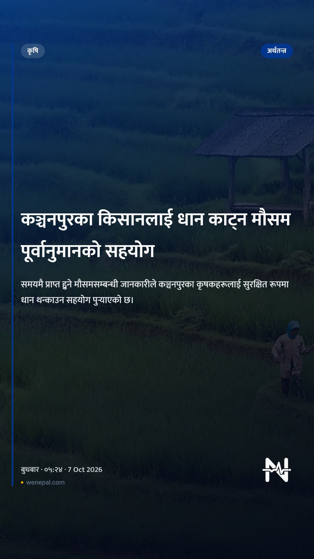 कञ्चनपुरका किसानलाई धान काट्न मौसम पूर्वानुमानको सहयोग