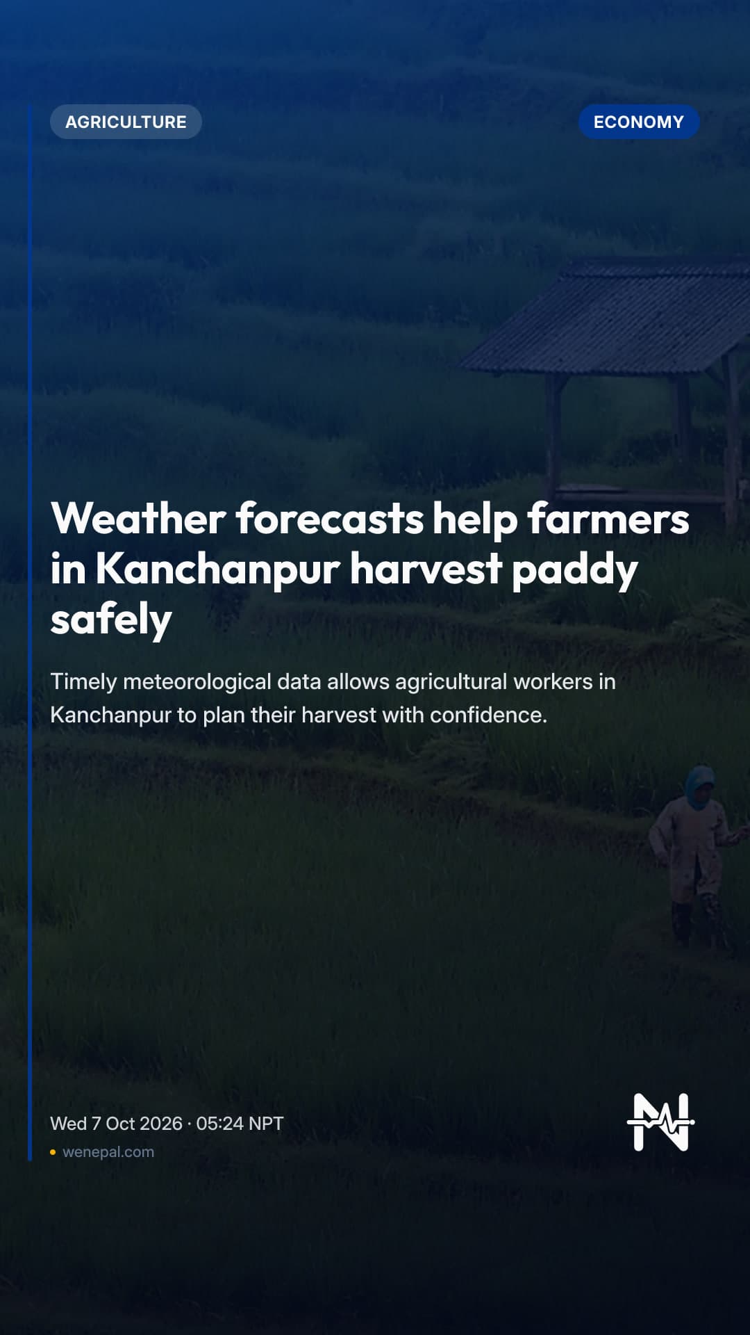 Weather forecasts help farmers in Kanchanpur harvest paddy safely