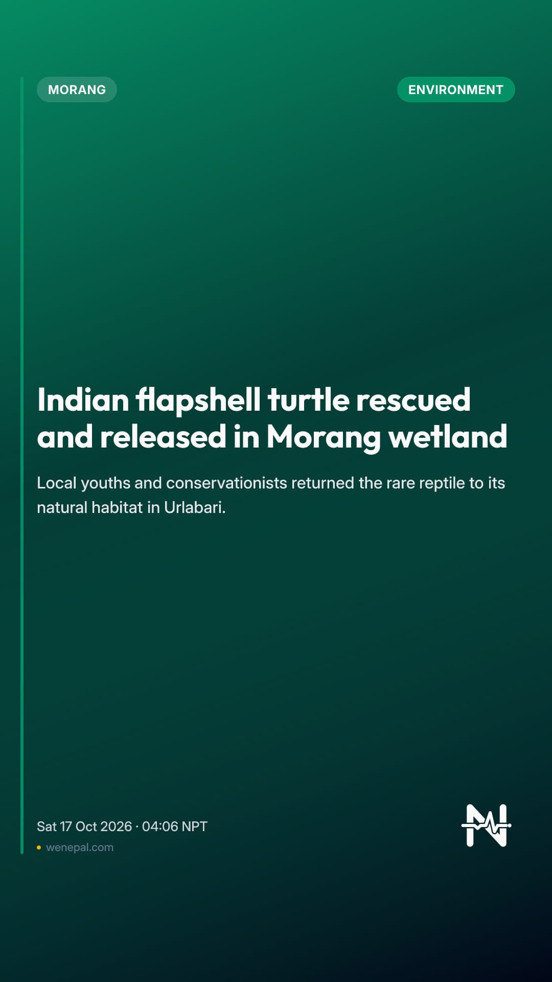 Indian flapshell turtle rescued and released in Morang wetland