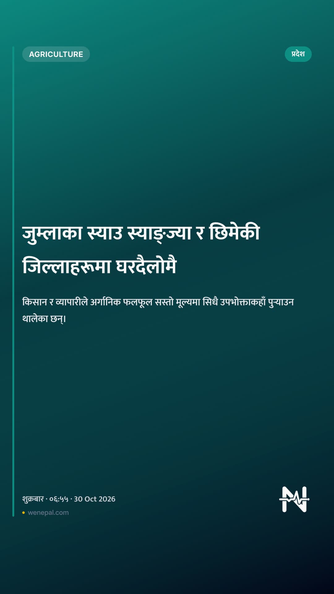 जुम्लाका स्याउ स्याङ्ज्या र छिमेकी जिल्लाहरूमा घरदैलोमै