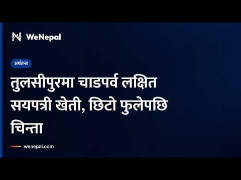 तुलसीपुरमा चाडपर्व लक्षित सयपत्री खेती