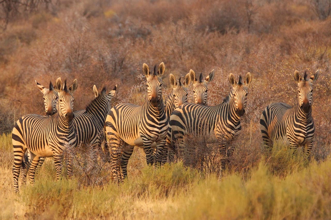 South Africa and Namibia to host World Cup qualifiers
