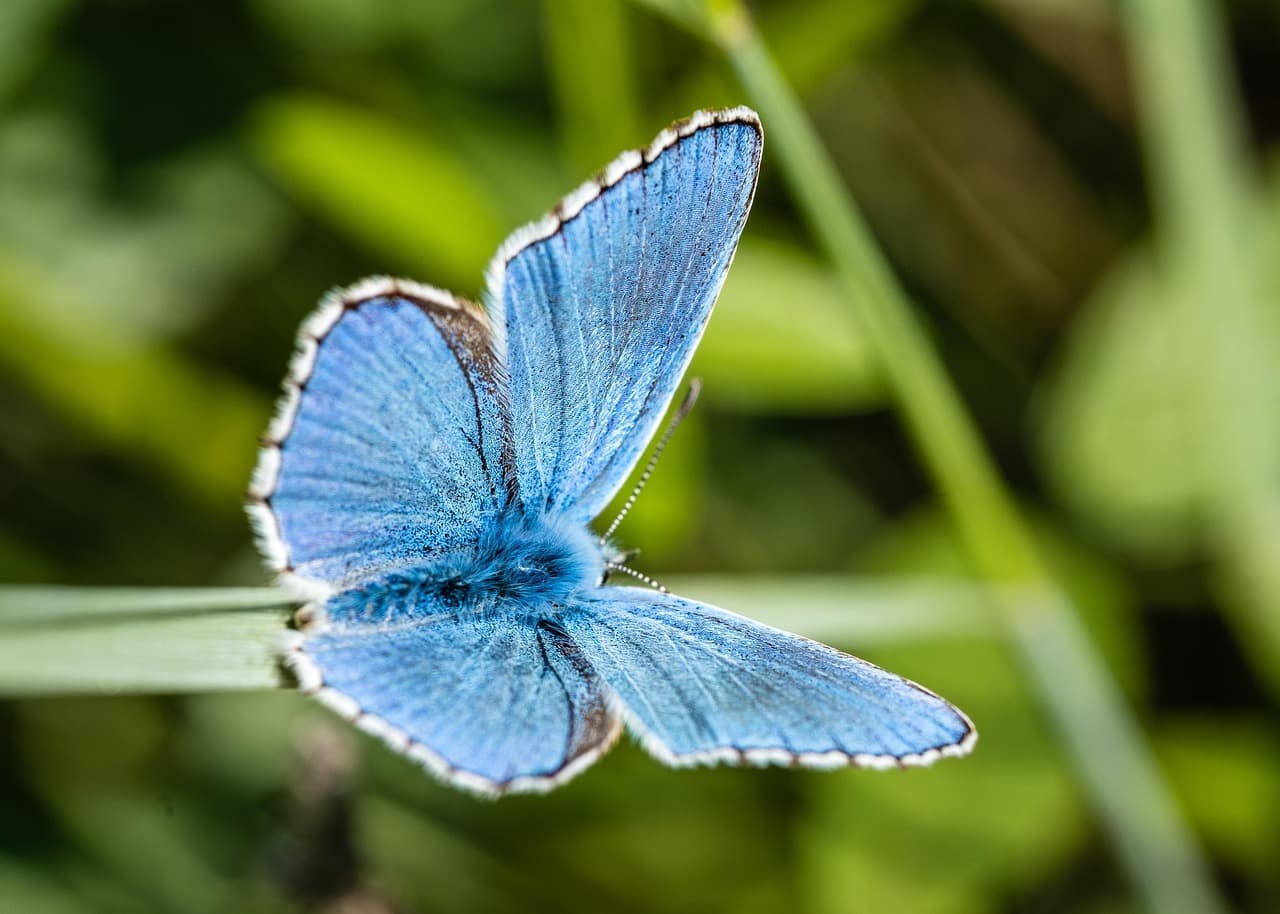 New book captures biodiversity and nature across Nepal